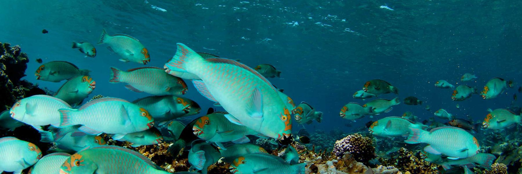 Chlorurus frontalis foraging on the reef. Credit: Katie Davis