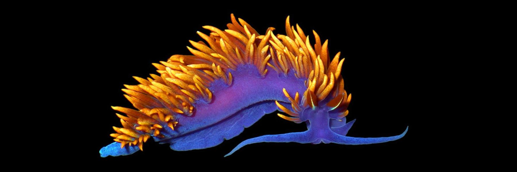 Nudibranch. Credit: Larry Friesen & Morse Lab