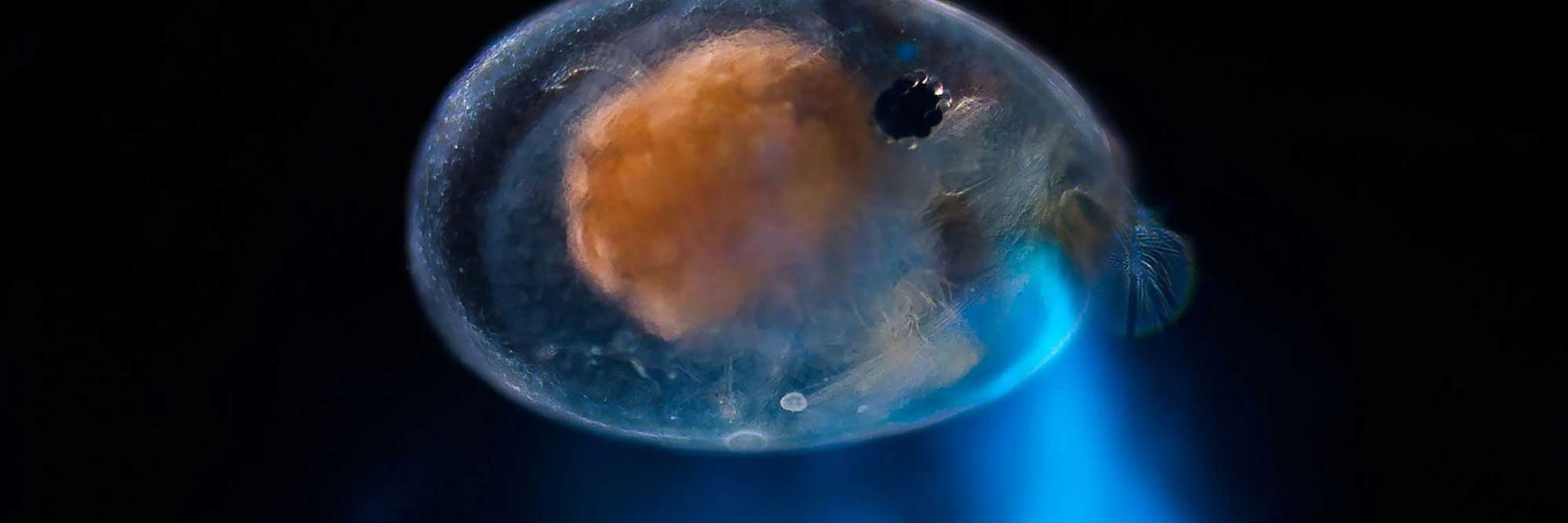 The luminous crustacean Photeros annecohenae. Credit: Elliot Lowndes