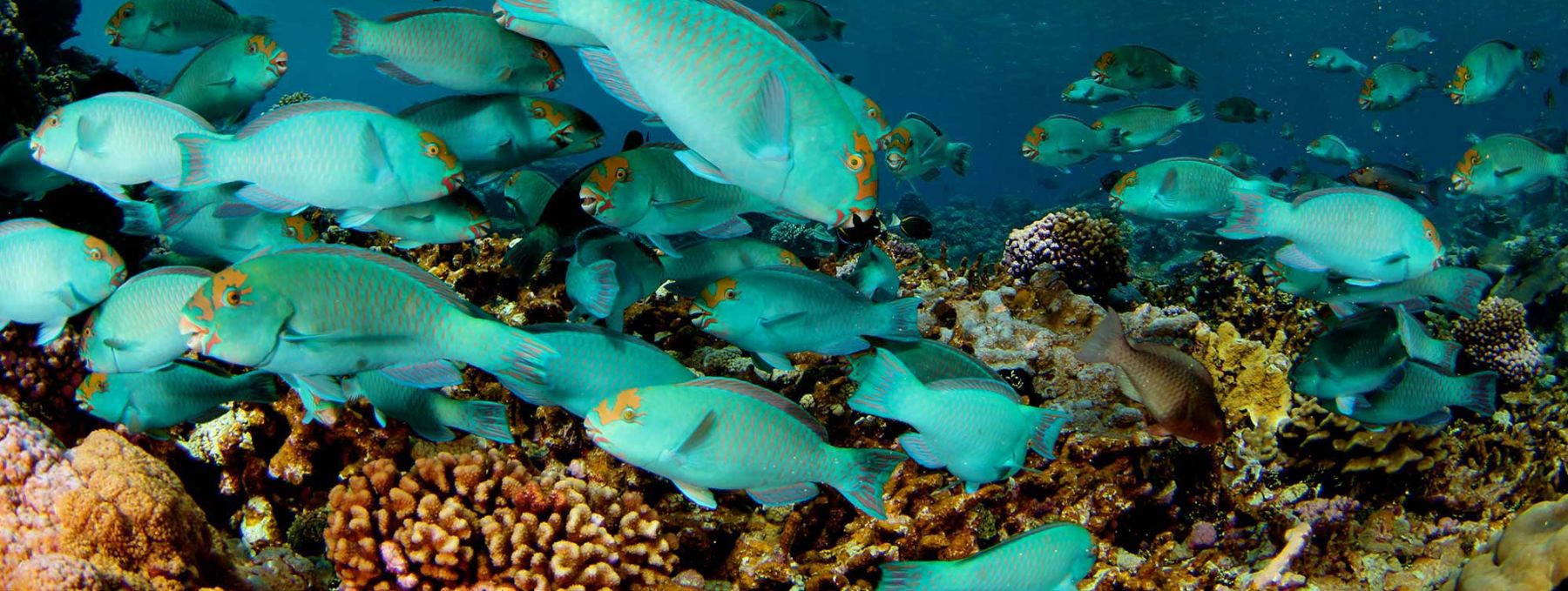 Aquatic Biology UCSB Biology Undergraduate Program UC Santa