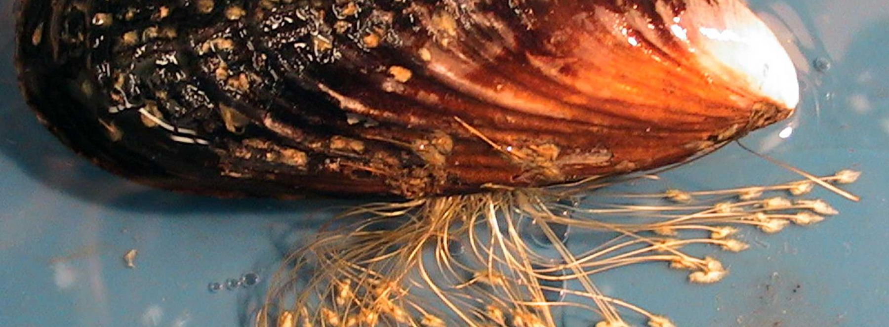 Mytilus californianus attached to a plexiglas surface. Courtesy of Waite Lab. Credit: JH Waite