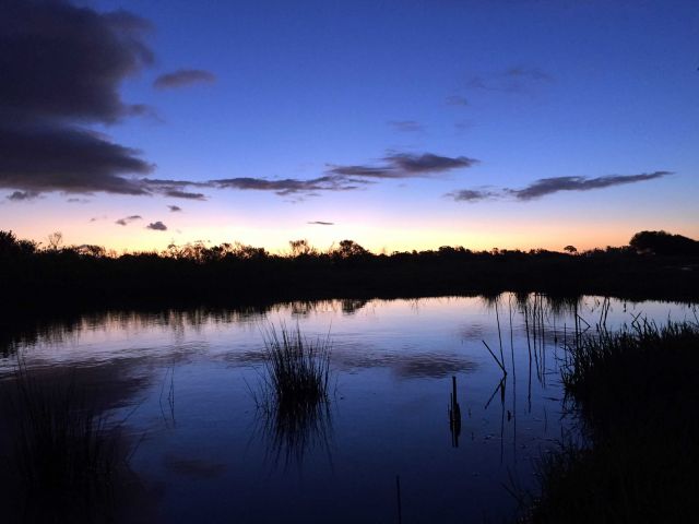 Vernal Pool at Elwood Mesa. Credit: Brian Wolf